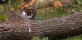 Best Tree Cabling and Bracing  in Clinton, OH