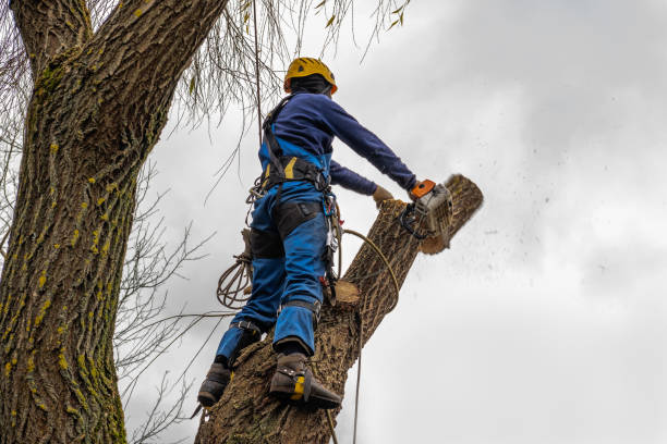 Reliable Clinton, OH Tree Services Solutions