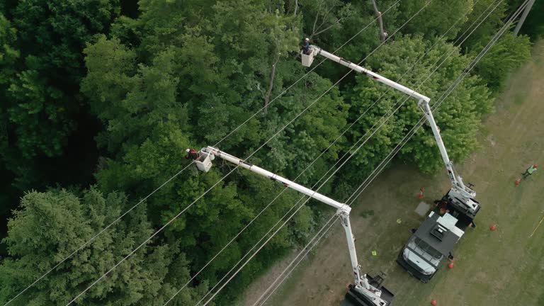 Best Fruit Tree Pruning  in Clinton, OH