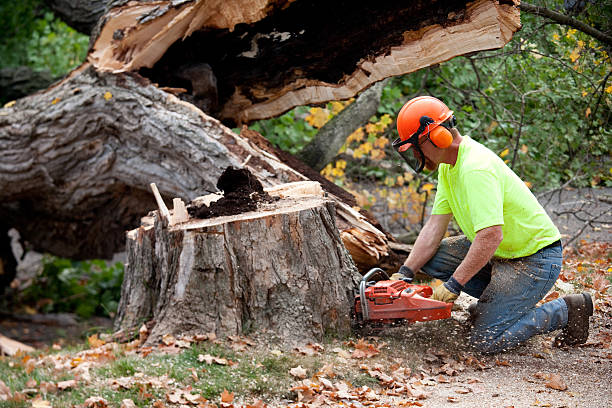 Best Tree Maintenance Programs  in Clinton, OH