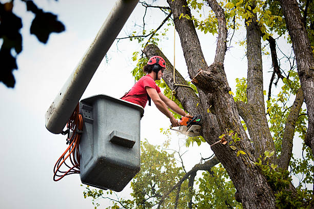 Best Tree and Shrub Care  in Clinton, OH